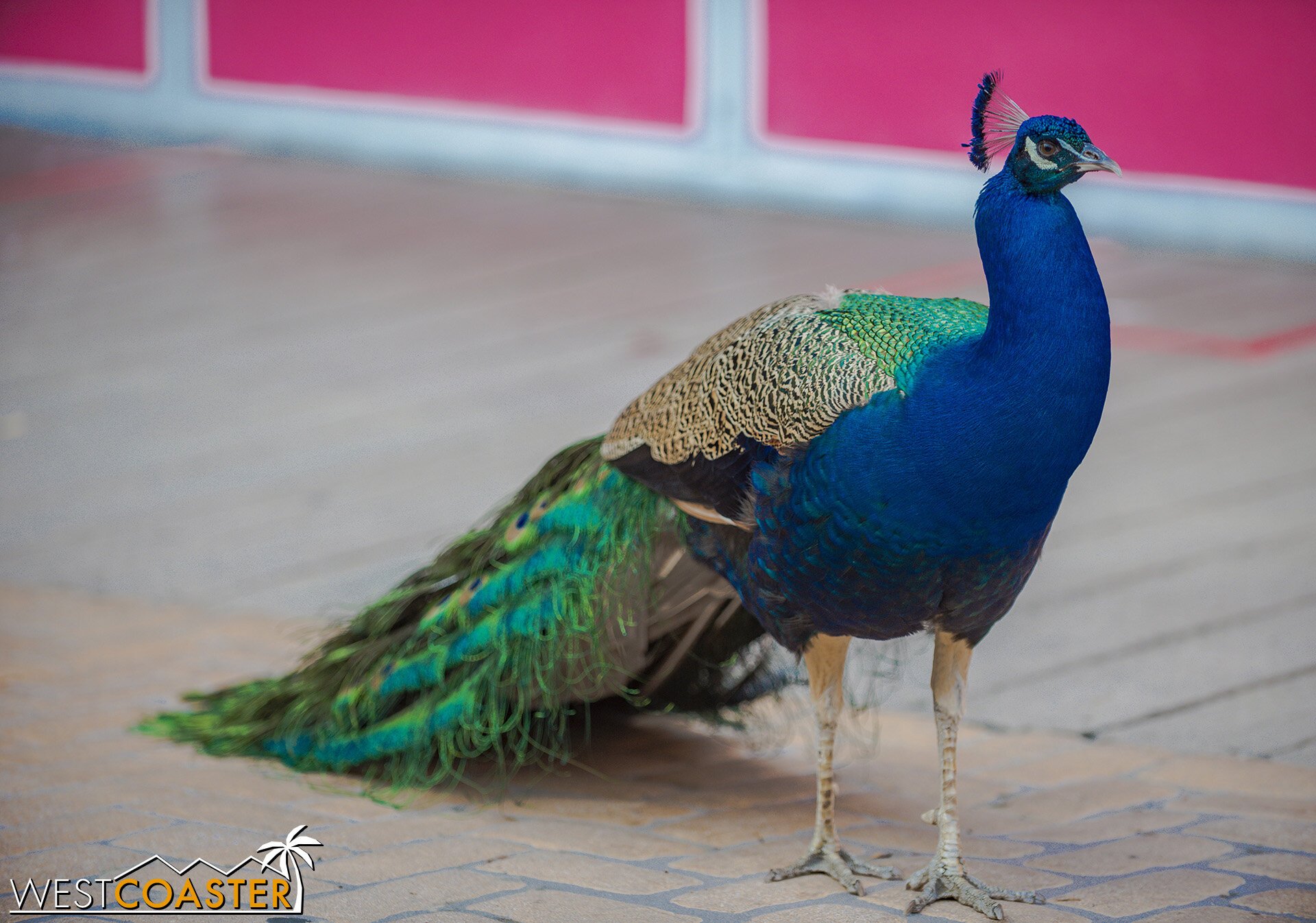 🌸 기죠 공원 이미지 5